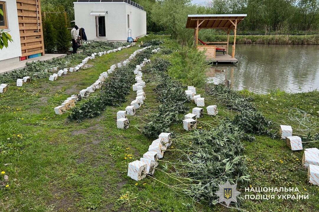 канабіс