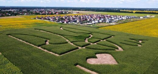 Найбільший герб України, створений на полі посівом кукурудзи. Велетенський Тризуб висіяли на полі неподалік міжнародного аеропорту «Бориспіль»