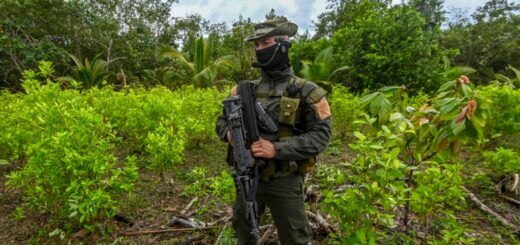 Колумбийский военный на обнаруженной нелегальной плантации коки в департаменте Нариньо. 30 декабря 2020 года