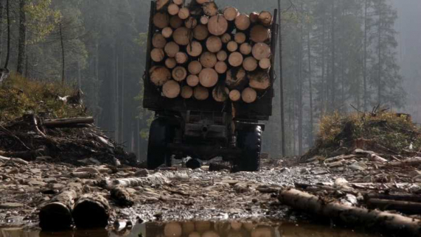 Лісова корупція. Чотири способи незаконно та безкарно вирубувати українські ліси